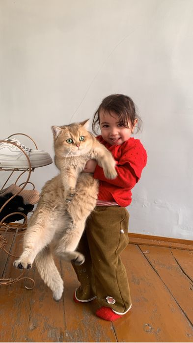 Britanskiy Zolotoy Shinshilla Sotiladi !!!