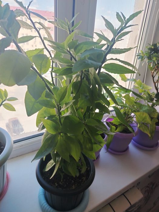 Гүлдер сатылады..