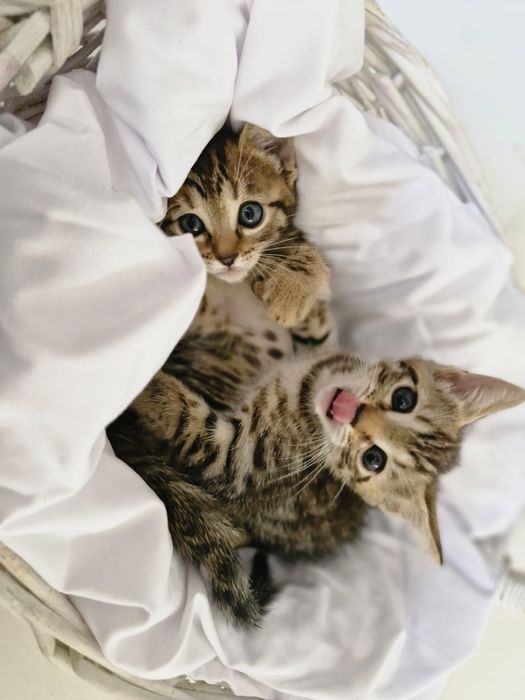 Раздаем  котят бенгалов