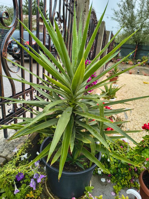 Van yucca și arbore de cauciuc ,diferite mărimi