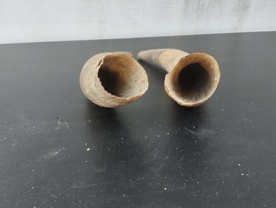 Чифт биволски рога