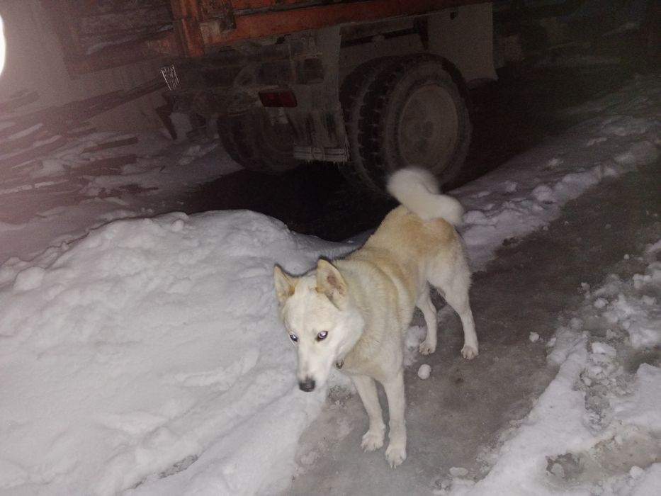 Лайка сатылады 3 жасар