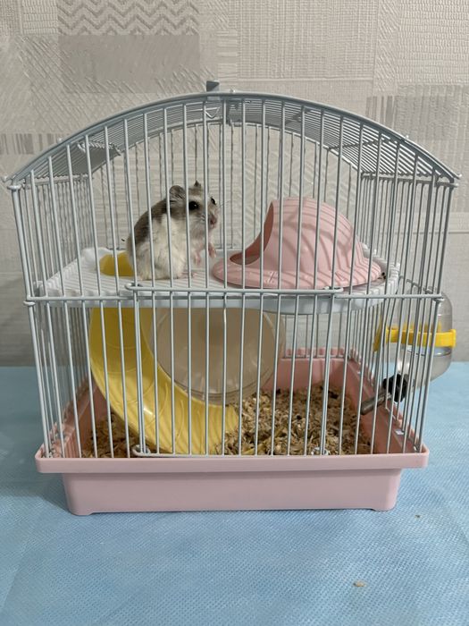Продам домашнего хомяка