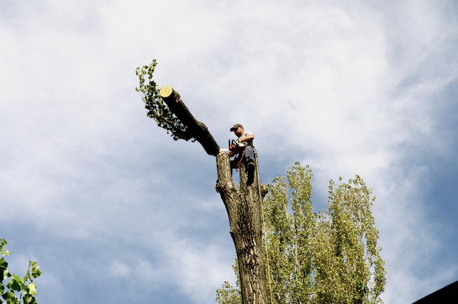 Tăiere copaci /debarasari apartamente evaluare pe watap program12/24h