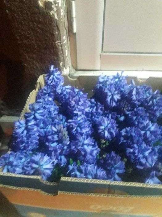 Цветя  за предстоящия празник