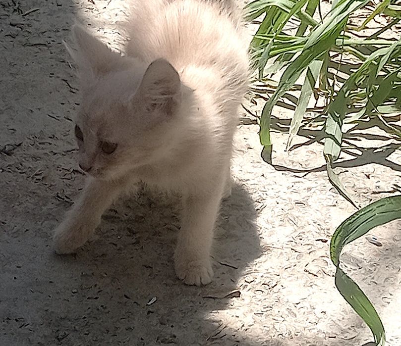 Котята свои  домашние.