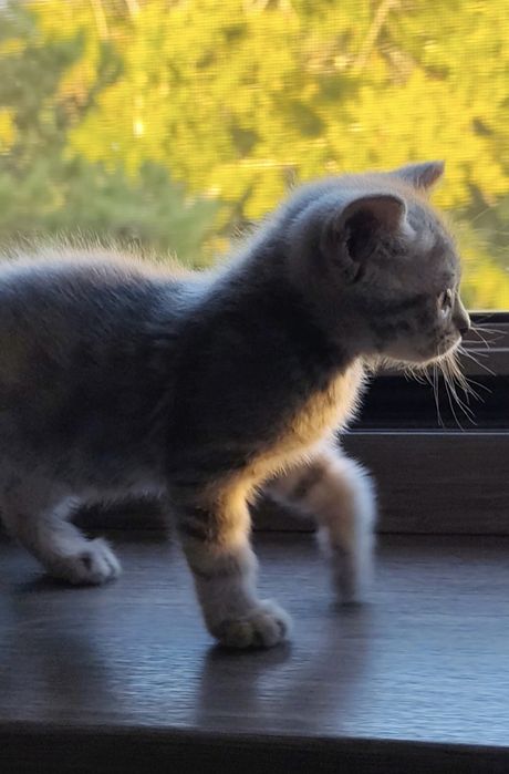 Продам домашнего котика 2 месяца