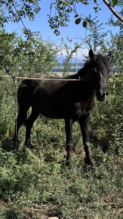 Байланған жылқы, үш ай бордақыда тұр
