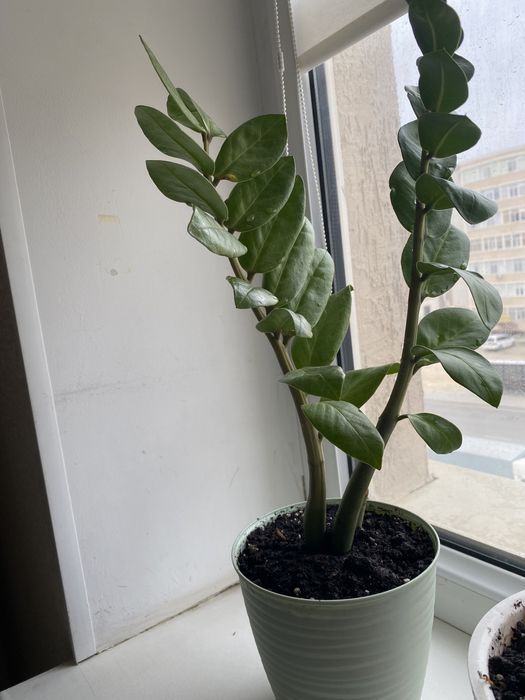 Комнатные цветы ,растения