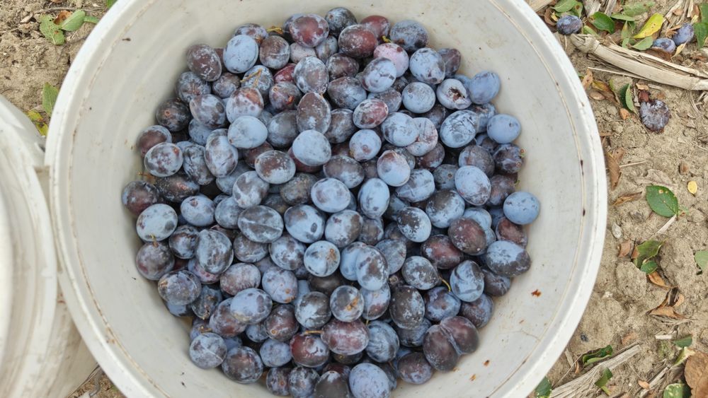 Prune , Vedea- Argeș