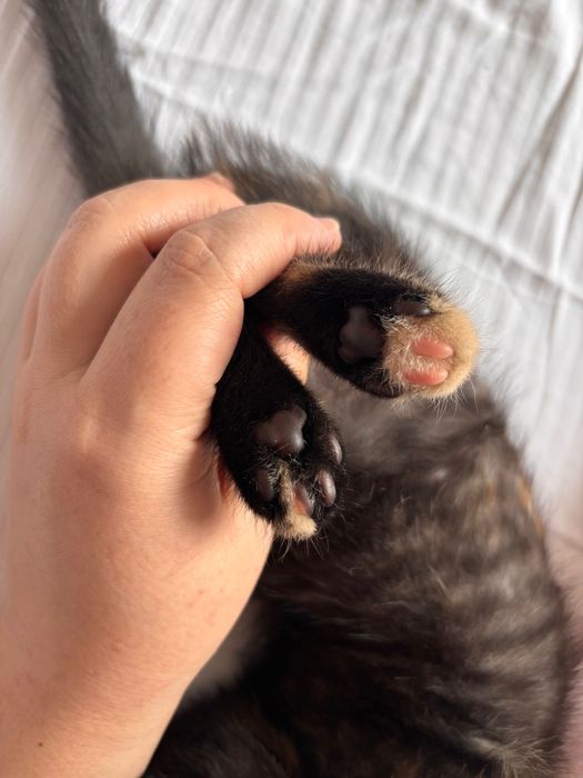 Котенок трехцветка (девочка)  ищет дом