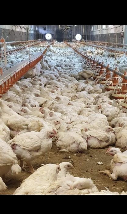 Pui porumbaci rosi si alb de carne