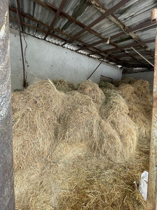 Press,pchan,beda,hashak.