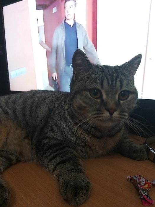 Ищем кота для вязки