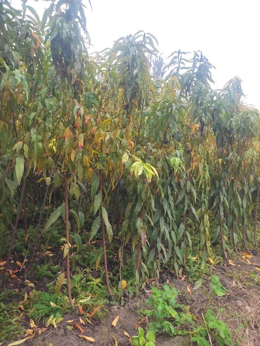 Xar xil turdagi mevali manzarali kochatlar