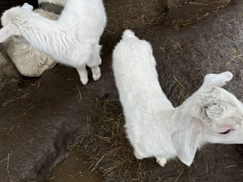 Продам Зааненский козлято