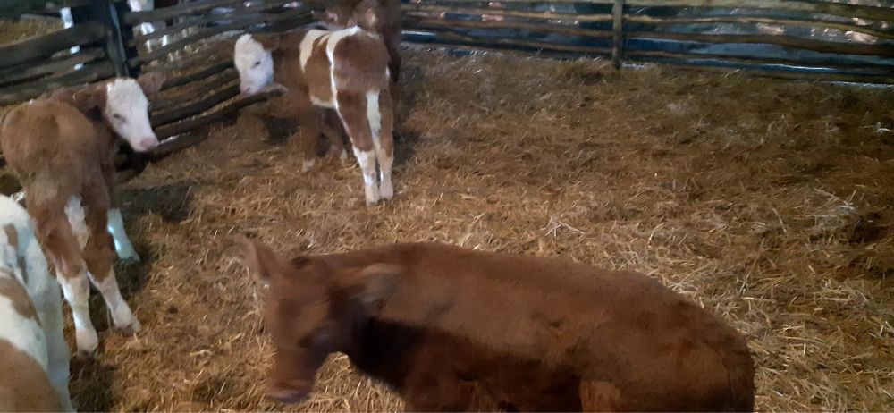 Vând viței semi înțărcați de la 4 la 8 săptămâni