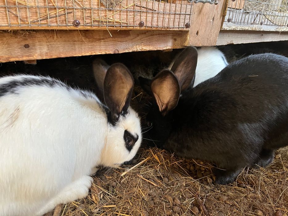 продам кроликов.