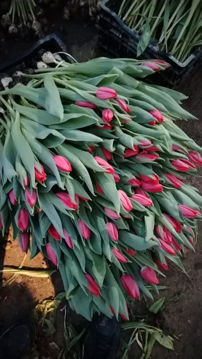 Принимаем предзаказ на цветы к 8 марта!!!