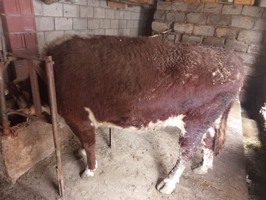 Корова возраст 4-5 лет