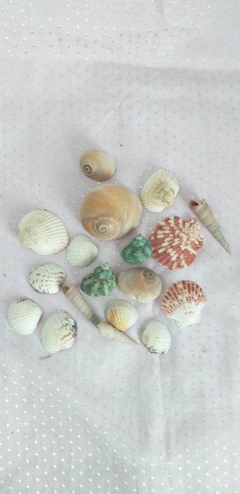 Продаю набор ракушек