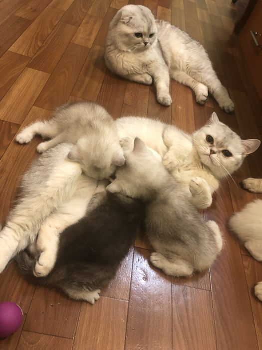 Шиншилловые котики