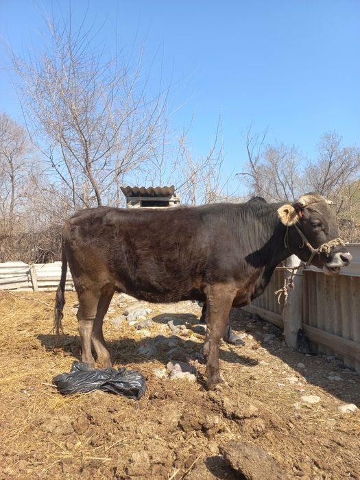 Сиыр сатылады (Алатау-Швед)
