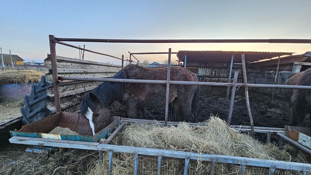 Продам лошадей разных возростов