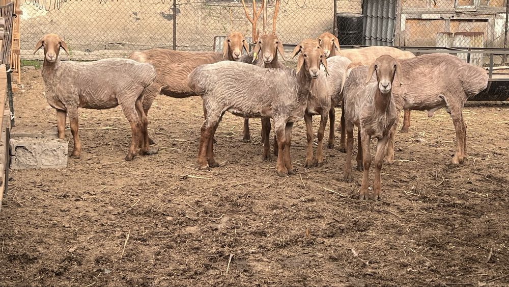 Арашан тусактар сатылады