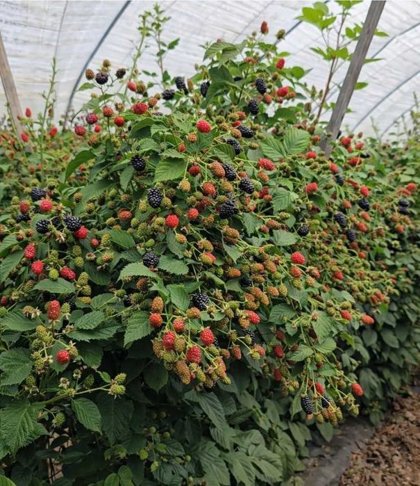 Разсад ягоди от производител