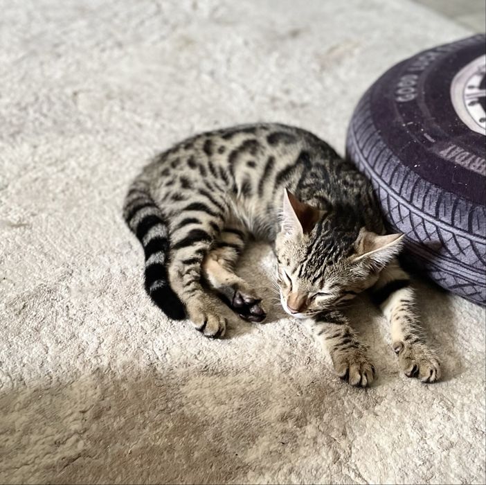 Бенгальские котята