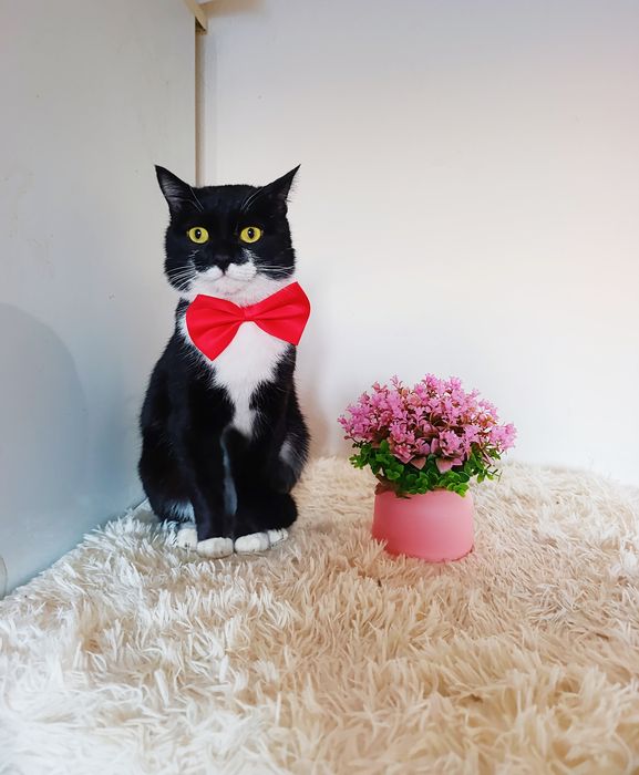 Котик в добрые руки