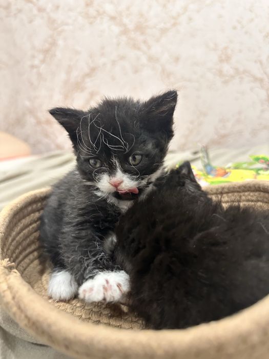 Котята ждут своих хозяев , 3 девочки и 1 мальчик