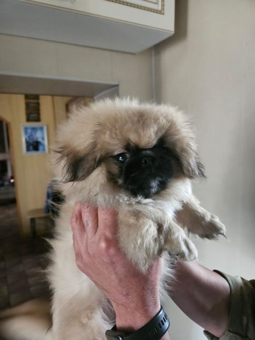 Продам щенков Пекинеса