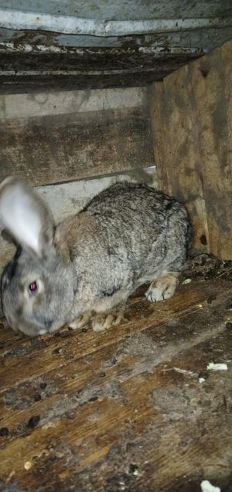 Vând iepure Uriaș German