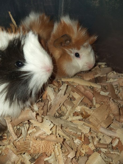 Морские свинки резетчатые