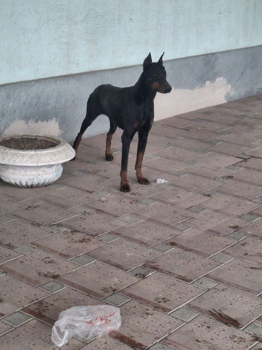 Доберман сатылады.