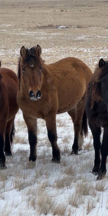 Жеребцы мугалжарской породы