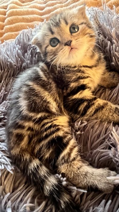 Скоттиш Фолд котёнок
