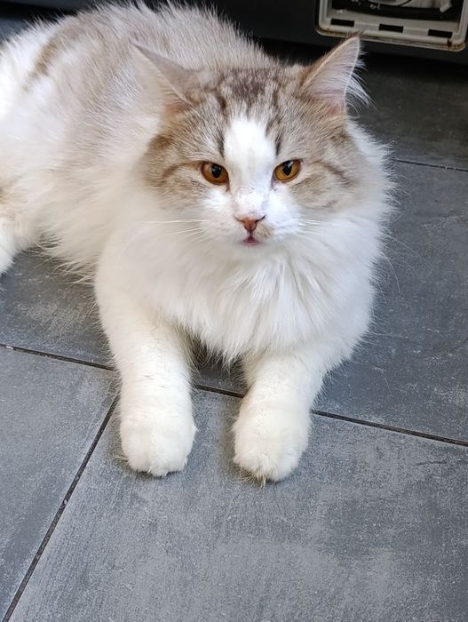 Ищем дом для спасённых котиков.