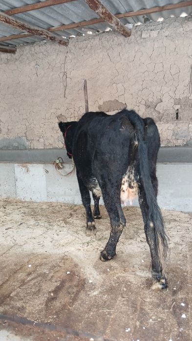 Бұзаулы сиыр сатылады туркестан қаласы