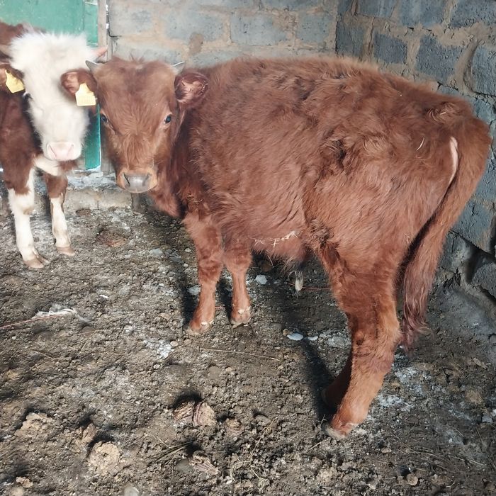 Продается бычки 2025 года