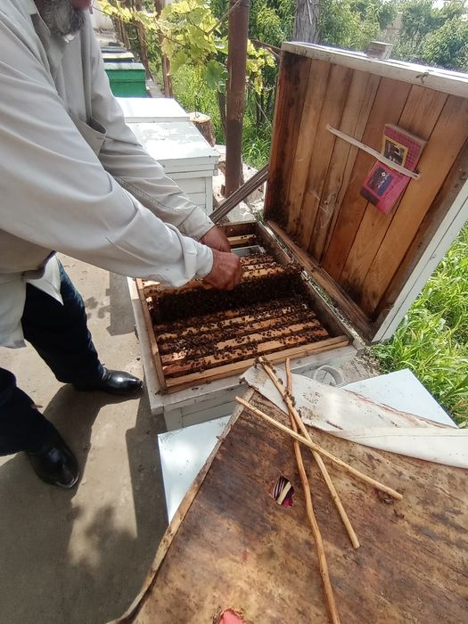 Асалари сотилади