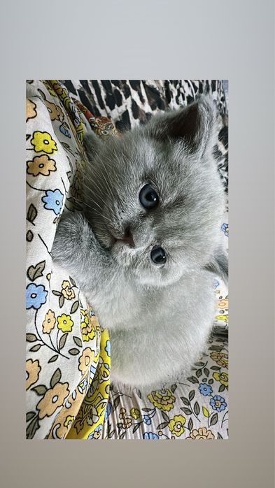 Mushuk sotiladi skottish strayt