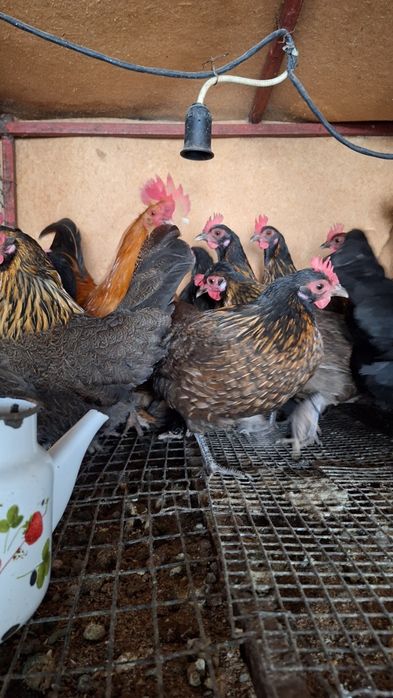 Карликовый куры БЕНТАМКИ