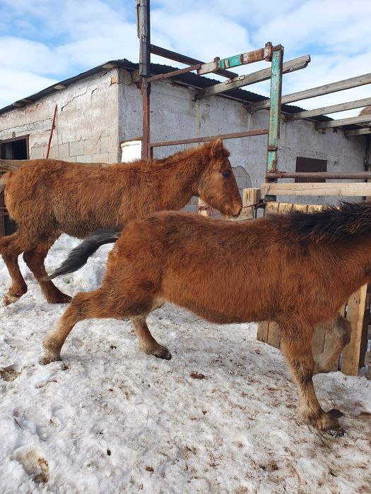 Тай еркек сатылады.