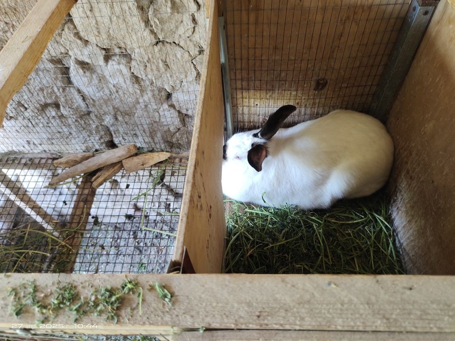 Чистокровный Калифорния 4 шт вместе 2- клетками.