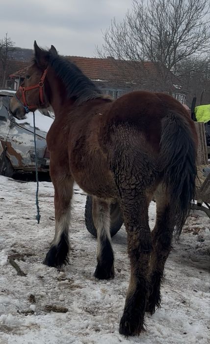 Vand o manza  de 6 luni