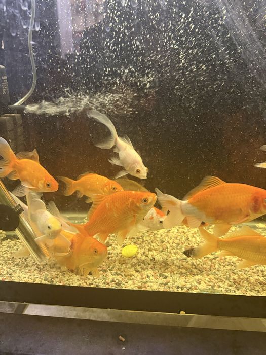 Продам рыб комет