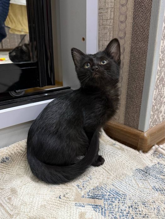 Отдаем котят в хорошие руки